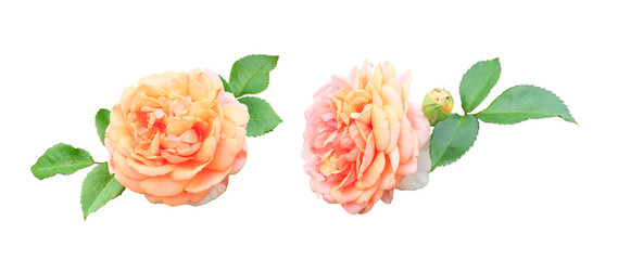Two lush tea peach roses isolated on a white background with clipping path. Floral set for design.