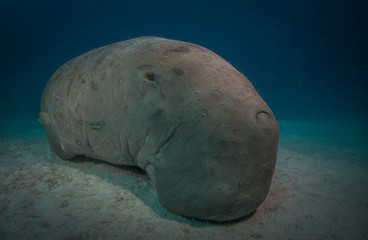 Fototapeta premium Dugong or manatee, a huge marine mammal, Red Sea