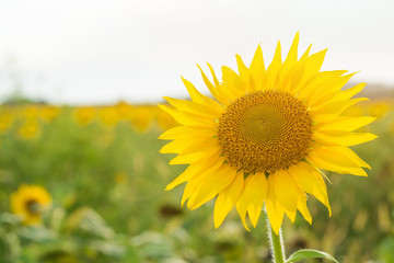 Sunflower natural background, Sunflower blooming, Sunflower oil improves skin health and promote cell regeneration