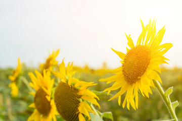 Sunflower natural background, Sunflower blooming, Sunflower oil improves skin health and promote...