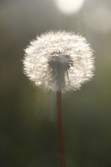 Fototapeta premium dandelion, flower, nature, plant, seed, spring, green, summer, white, weed, flora, sky, wind, macro, blowball, grass, blue, seeds, fluffy, beauty, ball, closeup, head, blowing, taraxacum