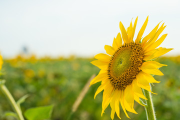Sunflower natural background, Sunflower blooming, Sunflower oil improves skin health and promote...