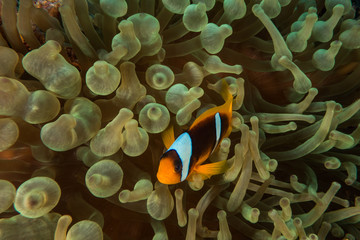 Naklejka na ściany i meble Clown fish swimming close to anemona, Red Sea