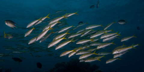 Fototapeta na wymiar A yellow school of fish swimming in the blue waters of red sea