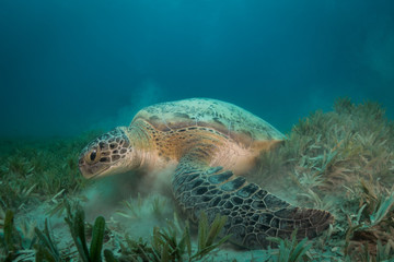 Fototapeta premium Green Turtle feeding on the sea grass at red sea