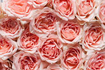 Pink roses, closeup, flat lay