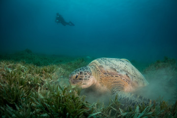 Green Turtle feeding on the sea grass at red sea