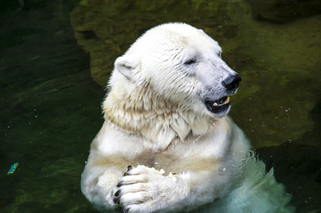 polar bear