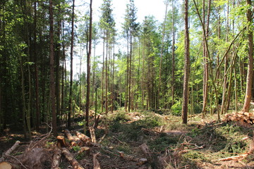 Sturmschaden 
