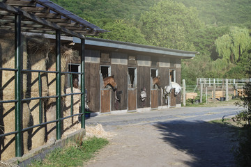 group of purebred beautiful horses stands in a stable in a stable.