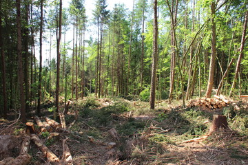 Stumrschaden im Wald 