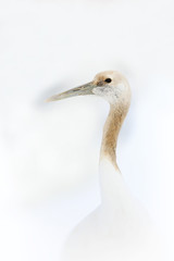 Young Red crowned crane