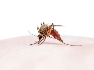 Yellow Fever, Malaria or Zika Virus Infected Mosquito Insect Bite Isolated on White Background