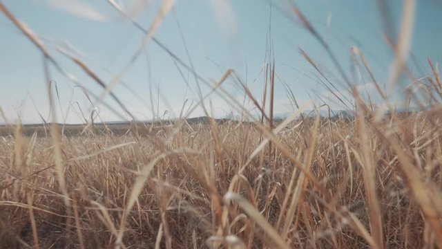 Low angle walk through dry grass on Olkhon Island.