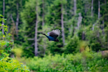 Blue Jay on Mt Baker Wa