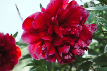The flower of the peon growing in a summer garden.