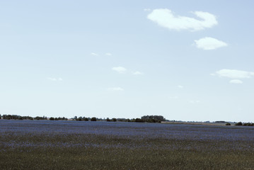 Fototapeta na wymiar Summer field with cornflowers at sunny day