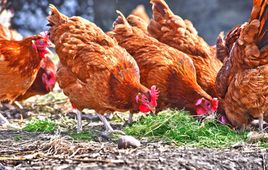 Chickens on traditional free range poultry farm