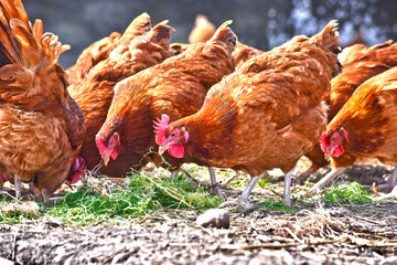 Chickens on traditional free range poultry farm