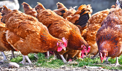 Chickens on traditional free range poultry farm