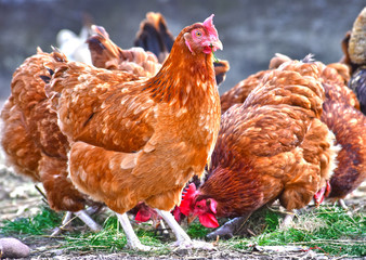 Chickens on traditional free range poultry farm