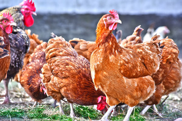 Chickens on traditional free range poultry farm