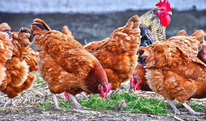Chickens on traditional free range poultry farm © monticellllo