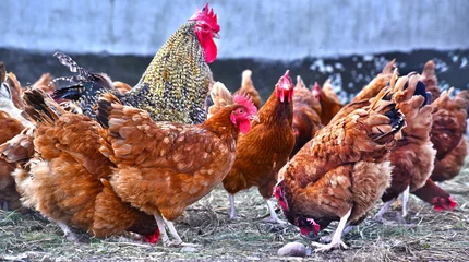 Photo sur Plexiglas Poulet Poulets sur une ferme avicole traditionnelle en plein air