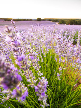 Aroma a lavanda