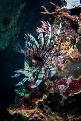 Lionfish and Colorful Coral Reef in Raja Ampat