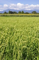 夏の稲穂とひまわり畑