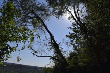 Árvore e céu azul