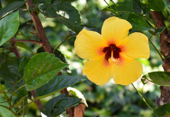 Obraz premium Tropical Flower from Hawaii