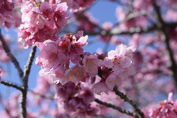 Flor rosa de cerejeira, galho de árvore e céu azul