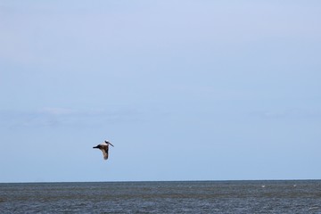 Pelican in flight