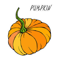 Orange Pumpkin. Autumn or Fall Vegetable Harvest Collection. Realistic Hand Drawn High Quality Vector Illustration. Doodle Style.