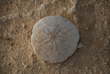 Sand Dollar. round fossil in the desert. Egypt, Siwa Oasis