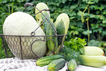 Harvest of ripe cucumber, zucchini and pumpkin in metal basket