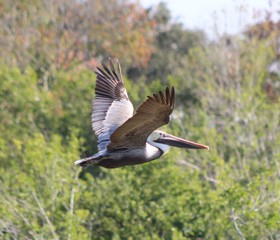 Pelican in flight