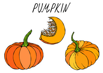 Orange Pumpkin. Autumn or Fall Vegetable Harvest Collection. Realistic Hand Drawn High Quality Vector Illustration. Doodle Style.