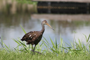 Limpkin