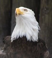 Majestic eagle