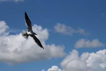 Sea gull in flight