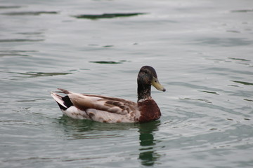 Duck swimming