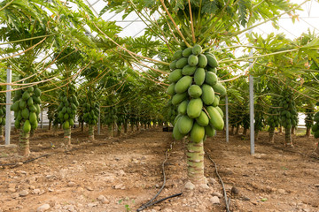 plantación de papaya en invernadero