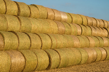 Sheaves of straw arranged in the field. Work done during harvest.