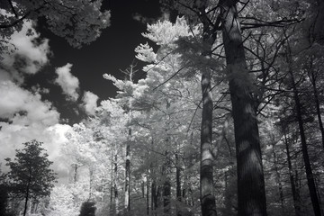 Landscape Photography, High Contrast Wideband Infrared Photo