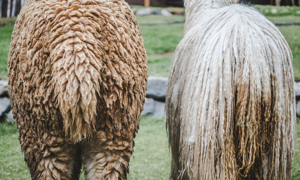 Llama and alpaca face away, showing their fluffy behinds