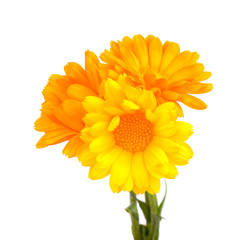 Calendula flowers isolated on white background. Marigold flower Medicinal herbs.