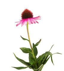 Echinacea flowers close up isolated on white backgrounds. Medicinal herbs.